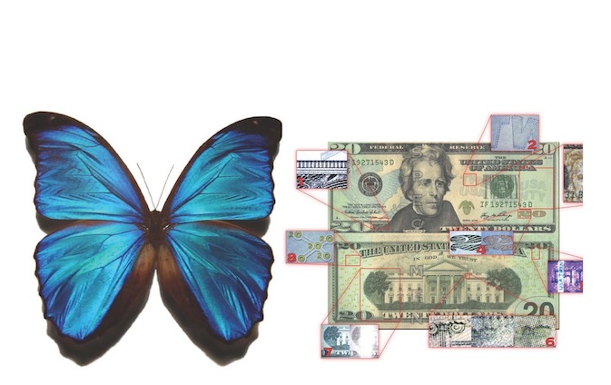 Image of large blue butterfly on the left and the front and back of a 20 dollar US bill, with multiple spots zoomed in on to note details and features