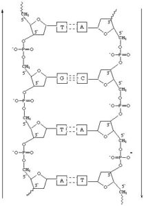 DNA Diagram