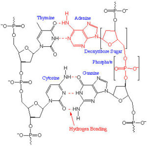 DNA Diagram