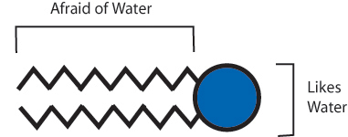 Lipid Diagram
