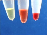 3 small, plastic sample tubes holding small amount of colored liquid on bottom