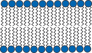 Bi Layer Diagram