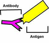 Carbon Antigen Diagram