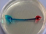 Gel stretched across petri dish. gel line transitions in color from blue on left to red on right