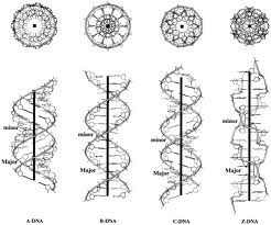 three‐dimensional nucleic acid structures