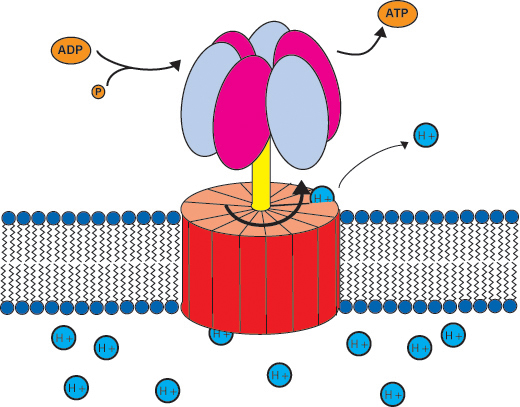 Molecular Motor Cell Diagram