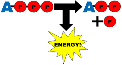 Molecular Motor Equation