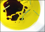 Close-up of oil, vinegar and rosemary
