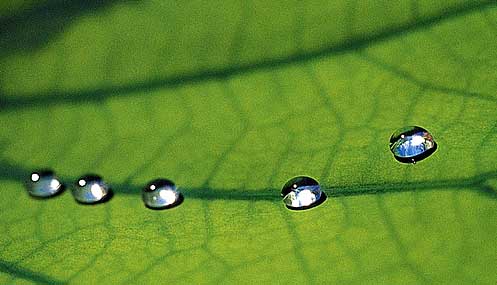 Drops of water on a leaf