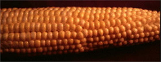 Ear of corn