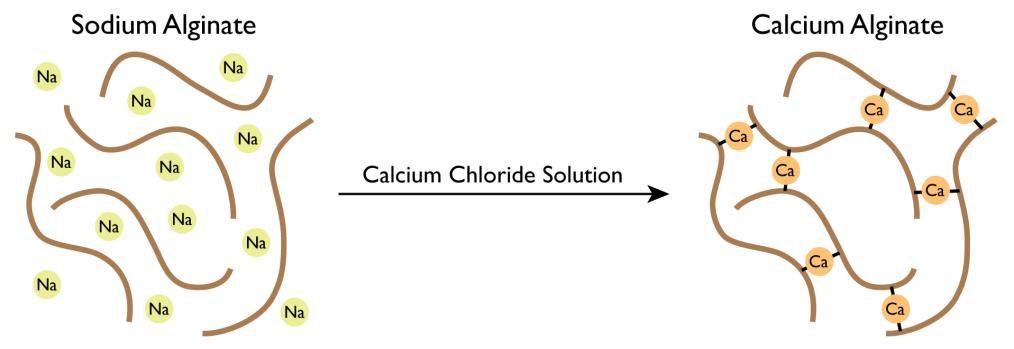Sodium alginate diagram