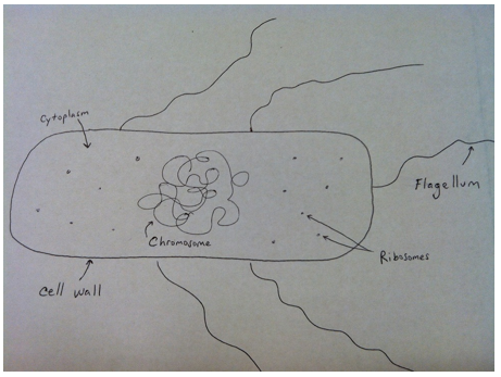hand-drawn sketch of ecoli 