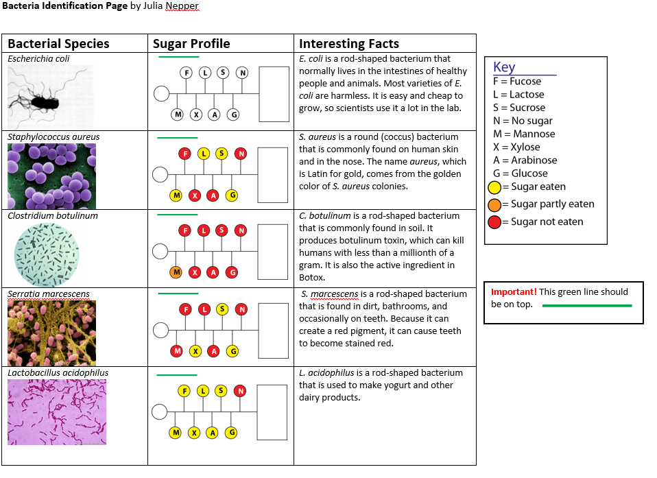 Chart showing different bacterial species (ecoli, Staph A, botulism, serratia marcenscens,and lactobacillus), their sugar profiles and interesting facts. 