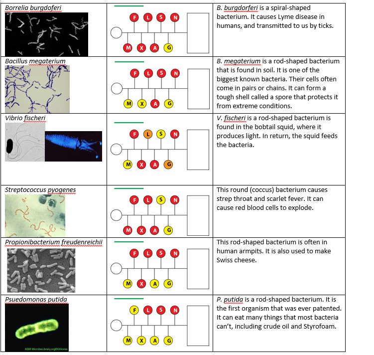 Chart showing different bacterial species (borrelia burgdoferi, bacillus mega, vibrio fischeri, Strep P, propionibacterium, psuedomonas putida),  their sugar profiles and interesting facts. 