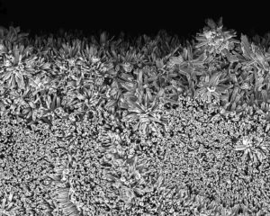 nanocrystals growing