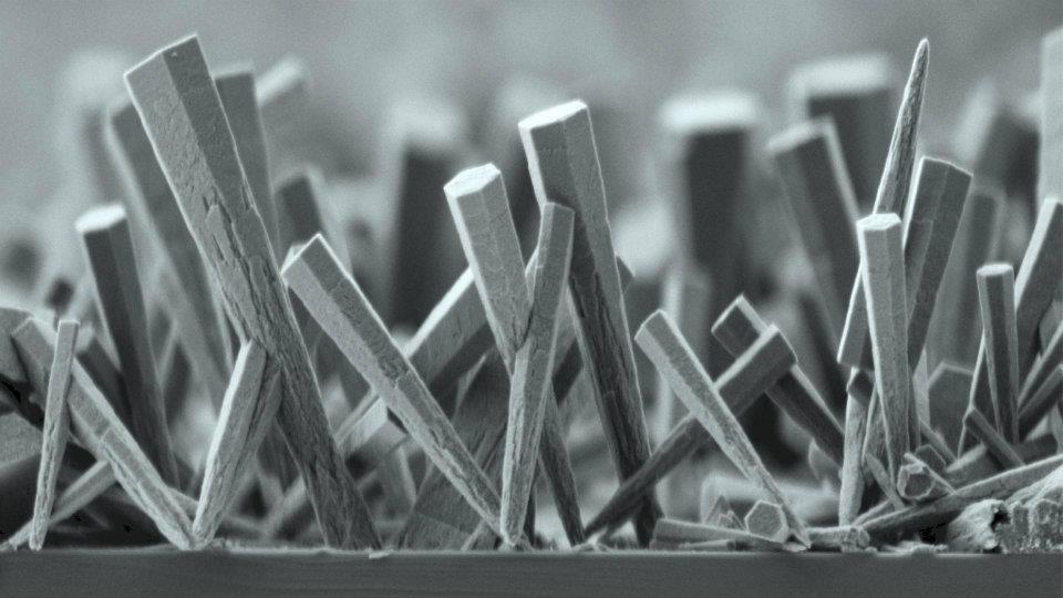 Nickel nanowires growing on a surface, as seen through a scanning electron microscope