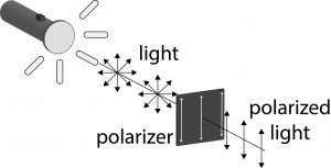 Light from a flashlight is polarized as it passes through a polarizer