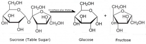 Decomposition of sucrose into glucose and fructose